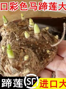 进口马蹄莲种球大带芽多年