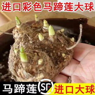 不断开花植物 进口马蹄莲种球大球带芽多年生室内室外盆栽彩色四季