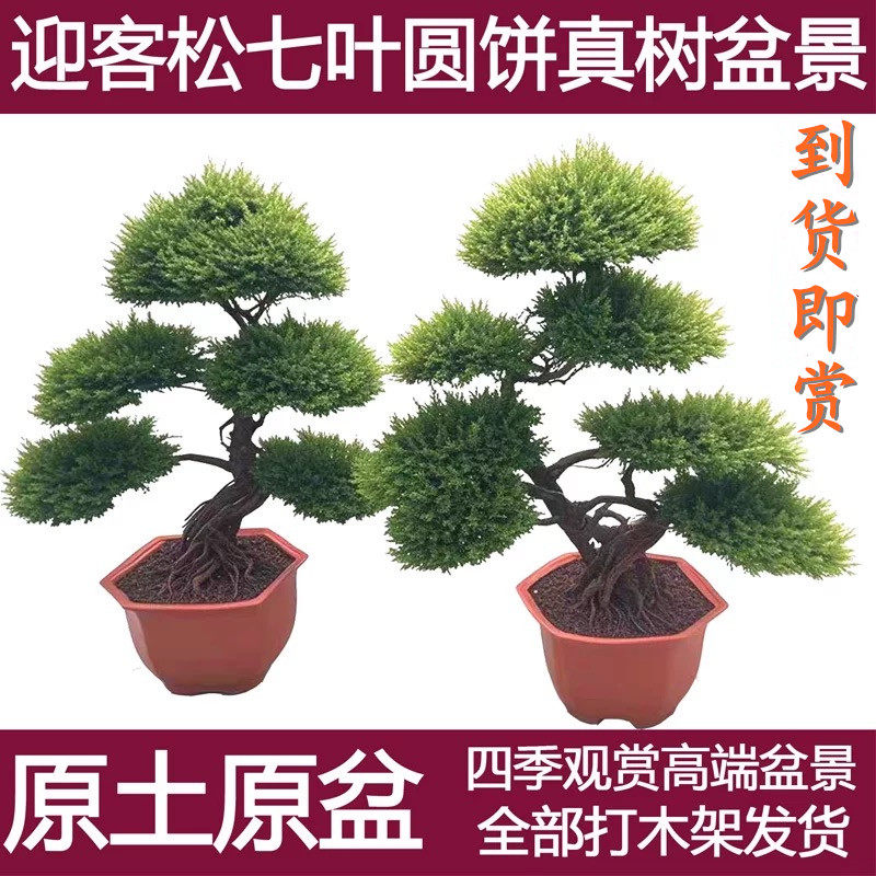迎客松真树盆景室内外柏地