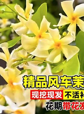 粉色风车茉莉盆栽花苗黄白包成活