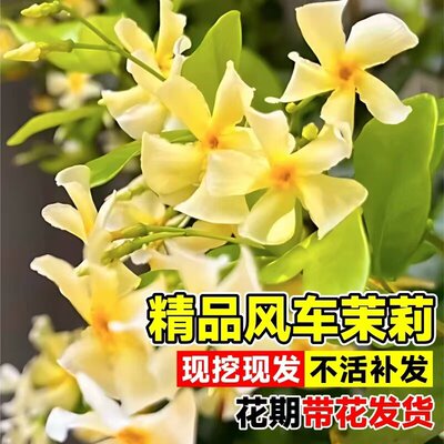 粉色风车茉莉盆栽花苗黄白包成活