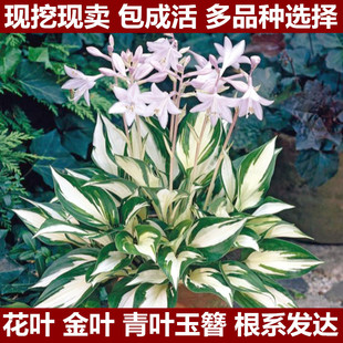 当季盆栽花镜绿植金叶花叶多色玉簪络石矾根花苗庭院耐阴植物开花