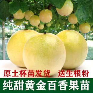 黄金百香果苗 纯甜黄金果 特大嫁接黄金百香果树果苗四季结果南方