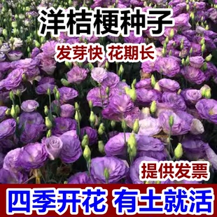 洋桔梗花种子四季种易活别墅庭院室内室外开花种孑盆栽花种籽花籽