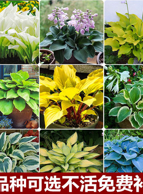 花镜植物花叶玉簪花苗盆栽四季室内外好养多年生宿根耐寒耐阴植物