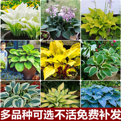 花镜植物叶玉簪苗盆栽四季