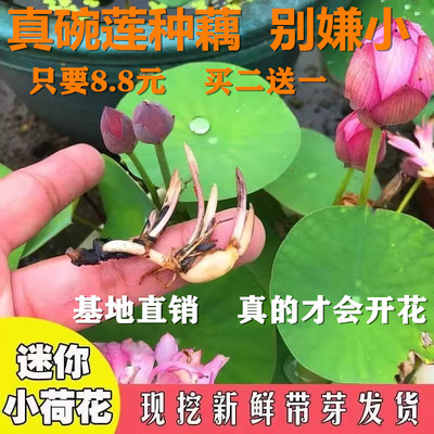 碗莲种藕荷花根茎带芽水生植物