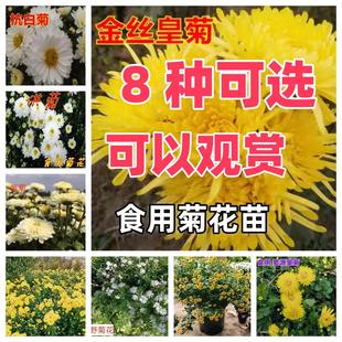 食用菊花苗可泡茶金丝皇菊黄山贡菊杭白菊苗四季开花庭院阳台盆栽