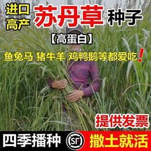 苏丹草种子养鱼专用草种高丹王草种籽牧草鱼草种籽四季玉米高粱