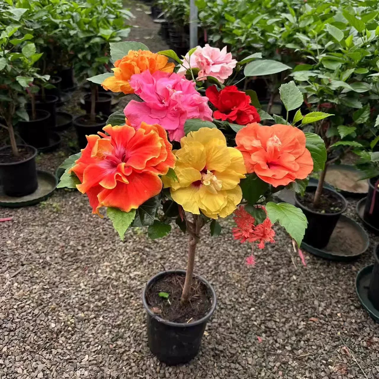 原土带花发货丹麦木槿重瓣耐寒扶桑花木槿花进口花苗盆栽绿植阳台