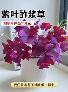 紫叶酢浆草种球幸运草多年生盆栽紫蝴蝶花卉紫色浆草炸酱草种子