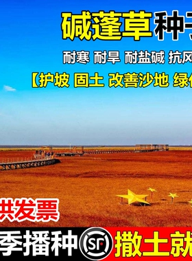 碱蓬草种子红色翅碱蓬卤蓬土壤沙荒地绿化耐盐碱治理土壤改良种籽