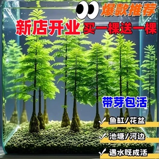 水杉水培鱼缸造景溪流缸水杉盆栽盆景鱼池水生植物绿植水草室内外