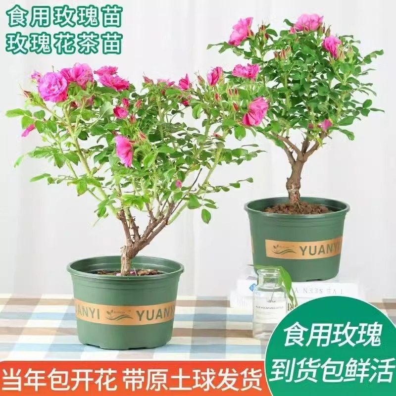 可食用大马士革玫瑰花苗盆图片