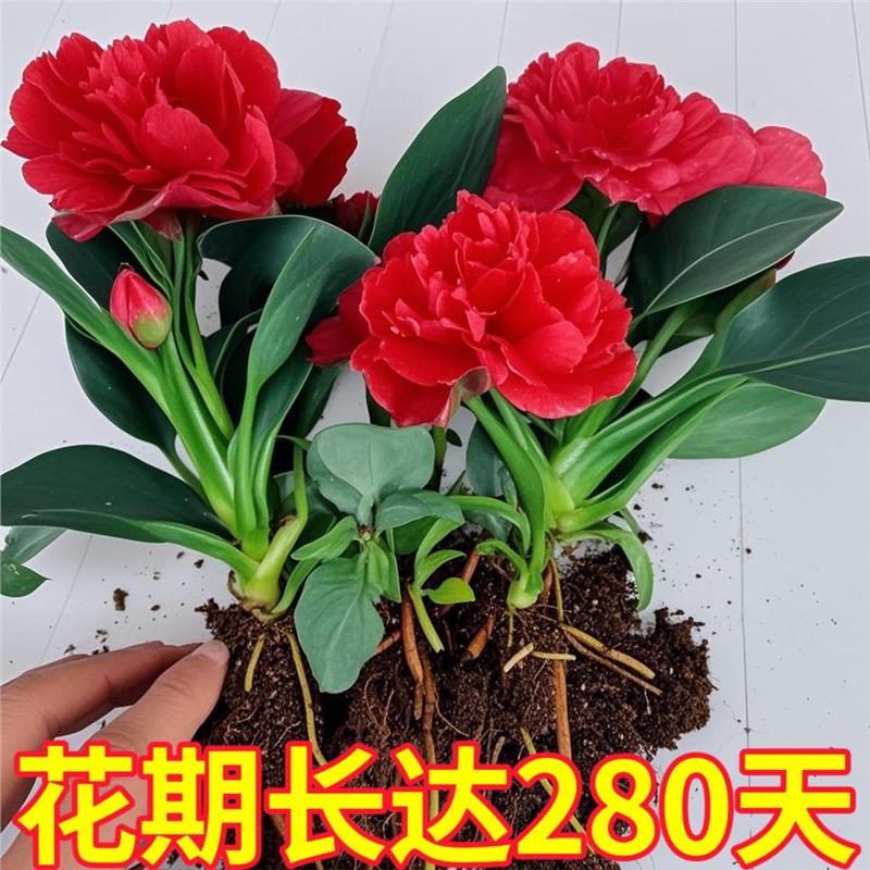 新品金钻绿植物公主甲醛盆栽室内办公室四季常青净化空气客厅花卉