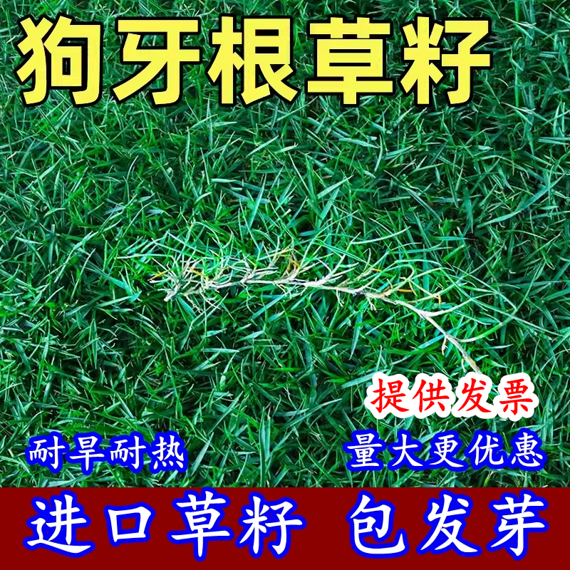 进口狗牙根草坪籽矮生百慕