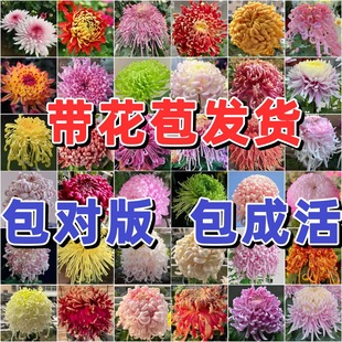 【稀有品种大菊花】盆栽大苗带花苞菊花苗千头菊耐寒室内花卉植物