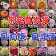 盆栽大苗带花苞菊花苗千头菊耐寒室内花卉植物 稀有品种大菊花