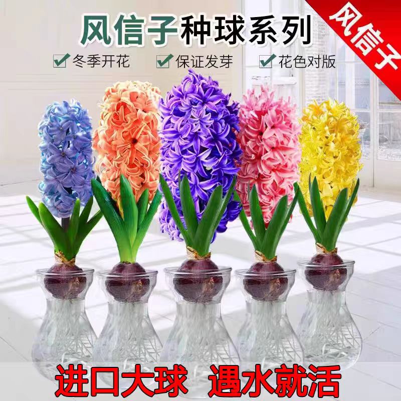 进口风信子种球水培种球土培耐寒易活室内花卉盆栽风信子种球批发