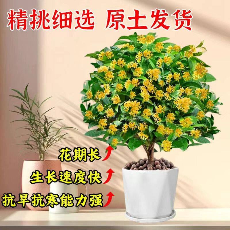 带花苞四季桂花树苗盆栽室内好养活开花植物黄金桂木本花卉绿植
