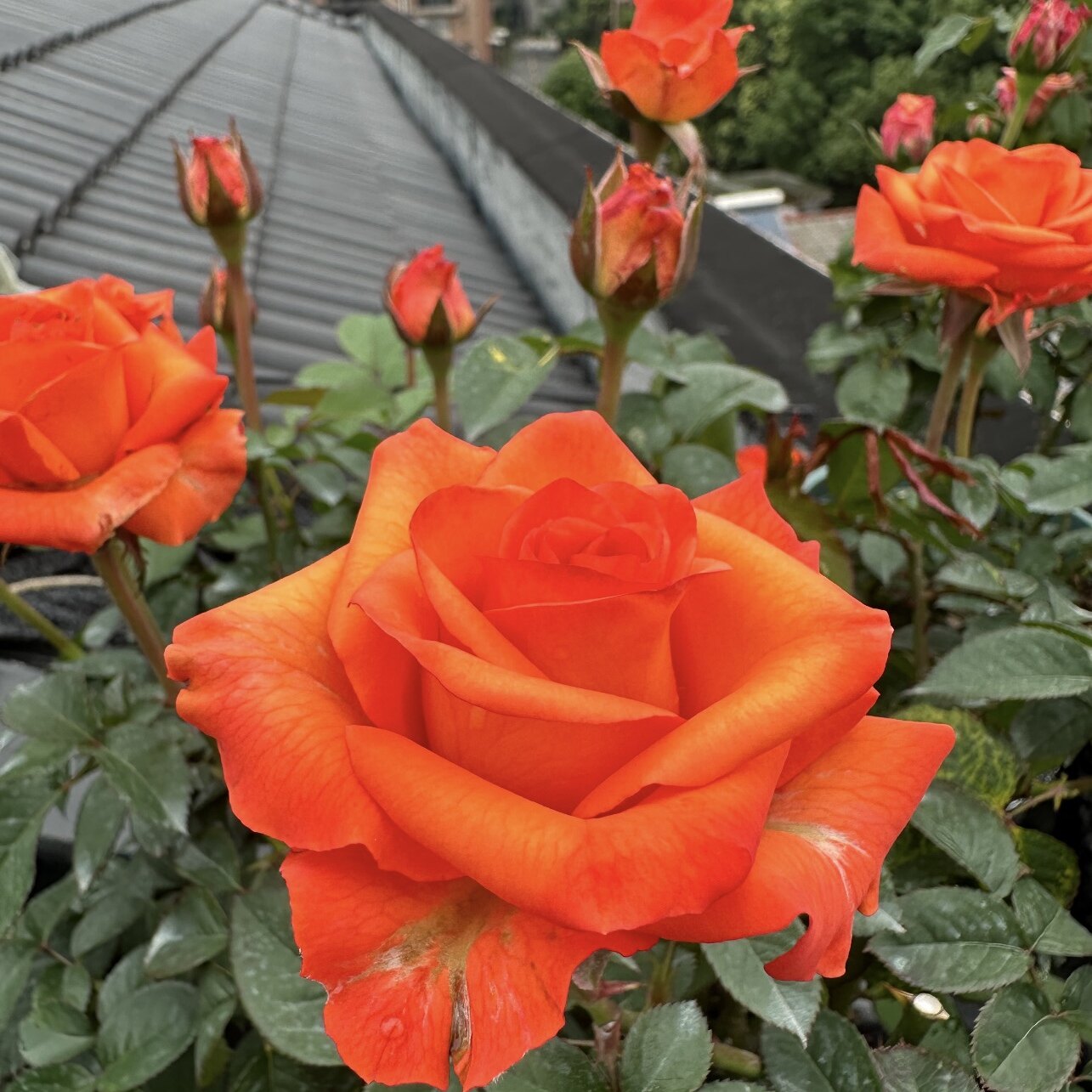 【尼克】 新品月季玫瑰花苗 阳台盆栽植物多季节开花切花玫瑰