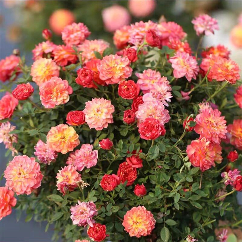【躲躲藏藏】捉迷藏月季花苗微型多头玫瑰花室内阳台好养易活