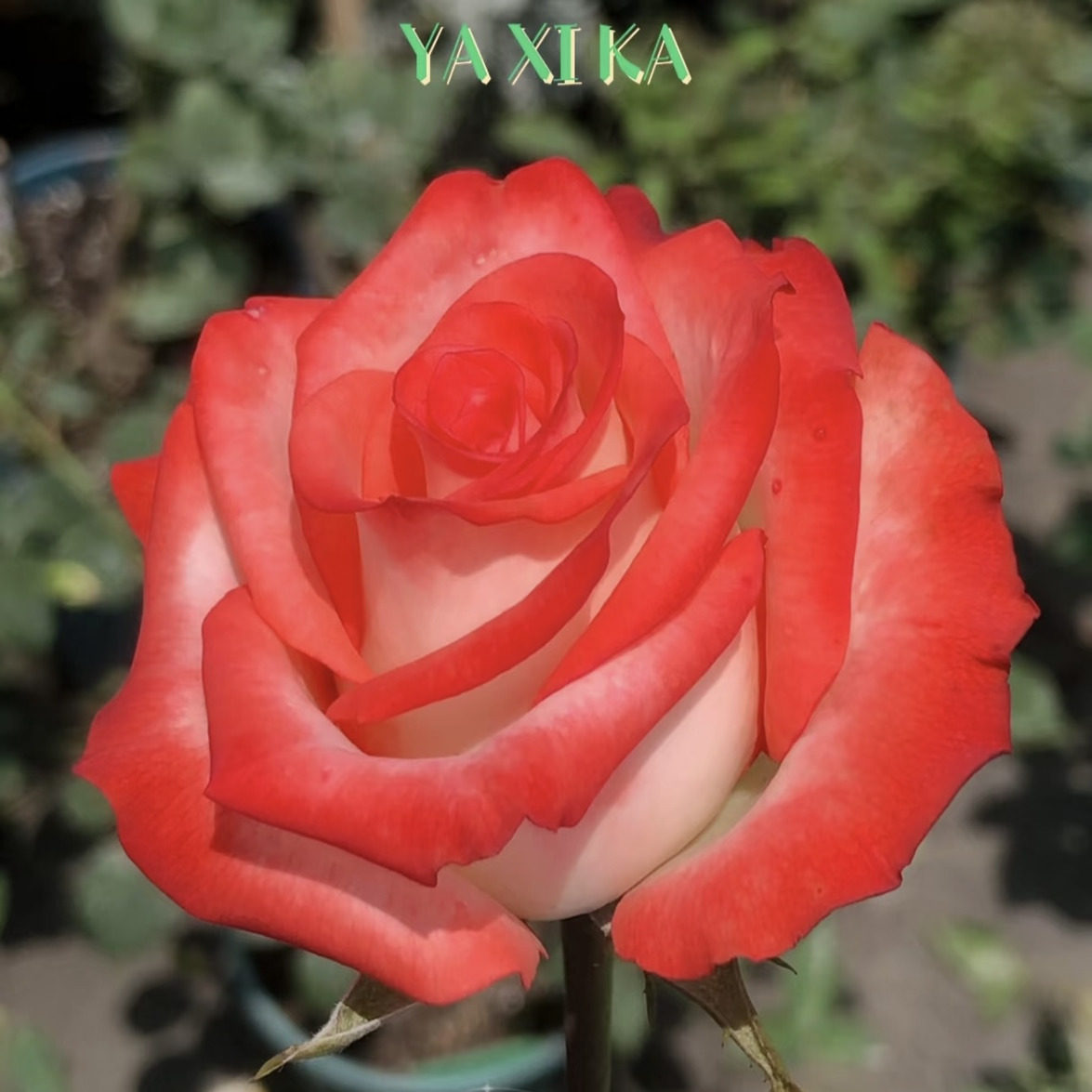 切花胭脂扣 【中苗】新品月季玫瑰花苗阳台盆栽植物,鲜花速递/花卉仿真/绿植园艺,月季/蔷薇/玫瑰,淘宝优惠券,粉丝福利购,淘宝优惠卷