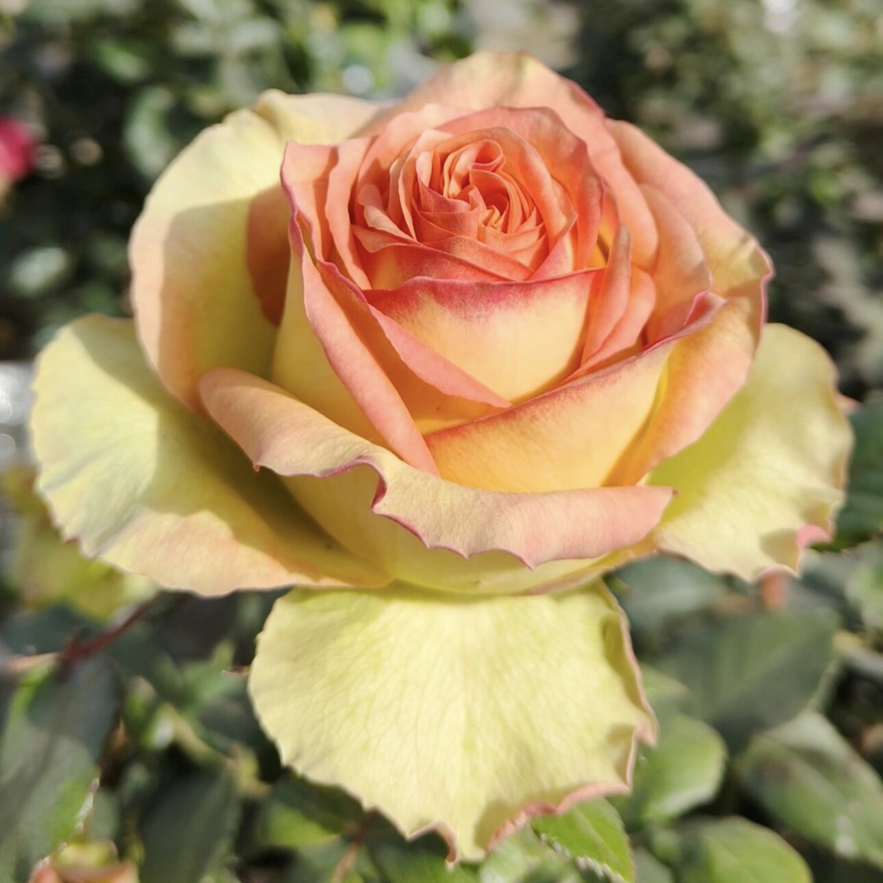 【奥杜威】新品玫瑰切花月季花苗 阳台盆栽植物庭院盆栽土球发货