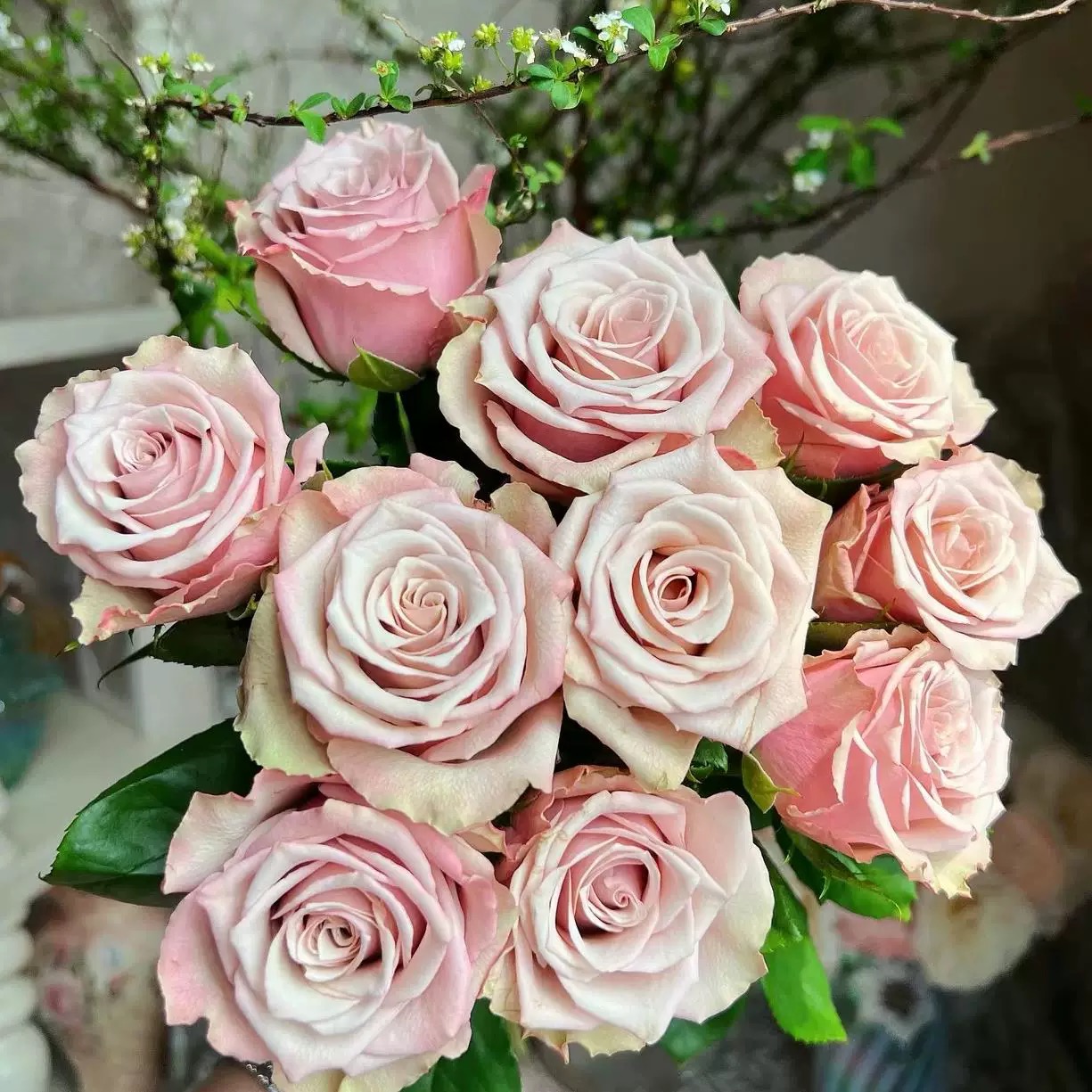 【野苔藓】 月季花苗复古色切花玫瑰植物 庭院阳台盆栽