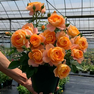 【果汁阳台大苗】  阳台玫瑰月季花苗矮小植物盆栽多季开花多头