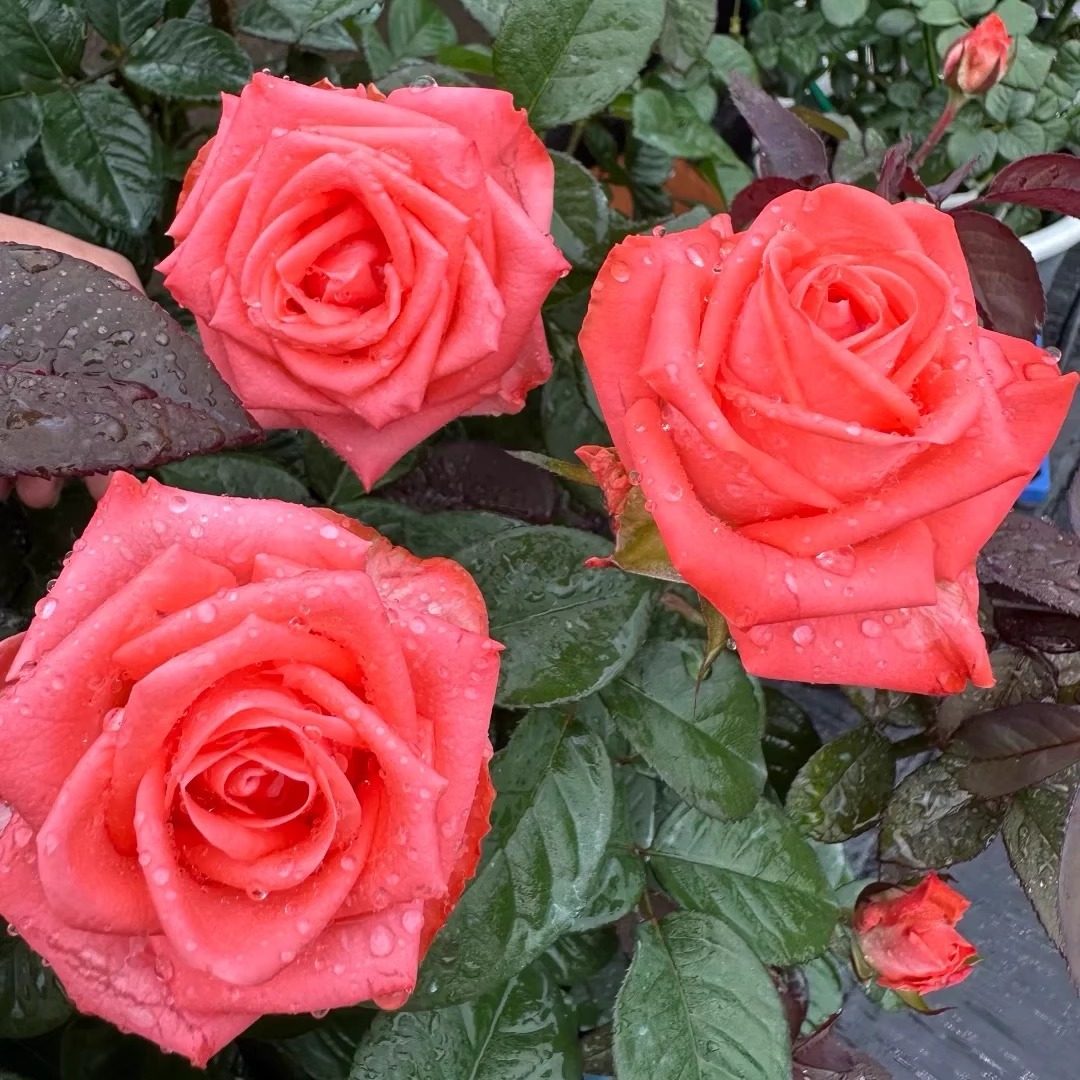 【歌迪娜】新品切花月季花苗盆栽庭院抗病好耐寒耐热,鲜花速递/花卉仿真/绿植园艺,月季/蔷薇/玫瑰,淘宝优惠券,粉丝福利购,淘宝优惠卷