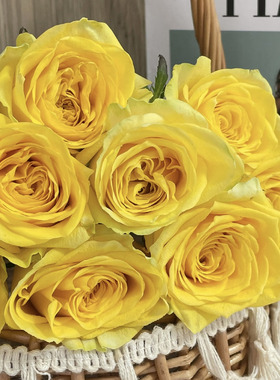 狮子座 阳台微型玫瑰花苗盆栽月季四季开花多头勤花灌木