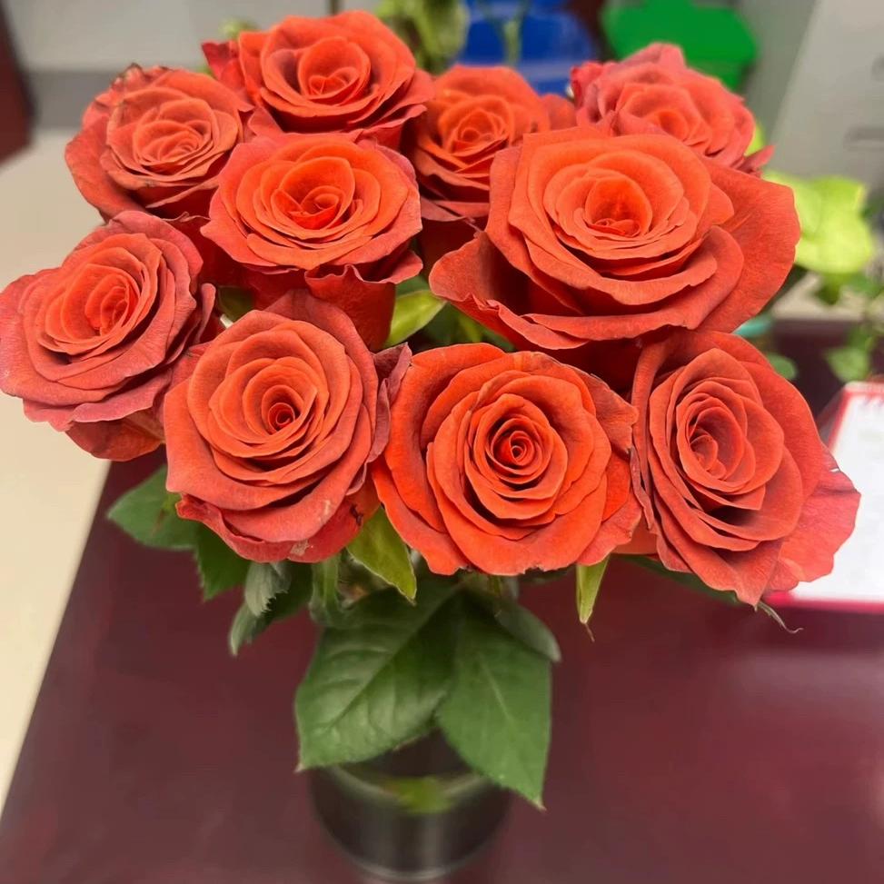 杏仁酒/阿玛雷托 超新品橘红色月季花苗浓香型切花玫瑰阳台盆栽