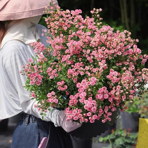 超微 微型月季迷你花朵花量大群体开花月季玫瑰花苗多头