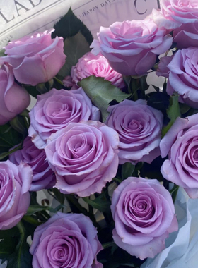 紫霞仙子 灌木切花月季玫瑰勤开好养阳台庭院盆栽花卉花苗