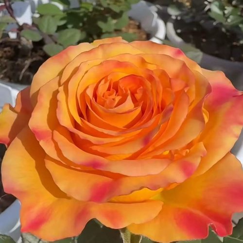 【昀】 新品月季花苗大花灌木直立勤花切花玫瑰庭院阳台盆栽