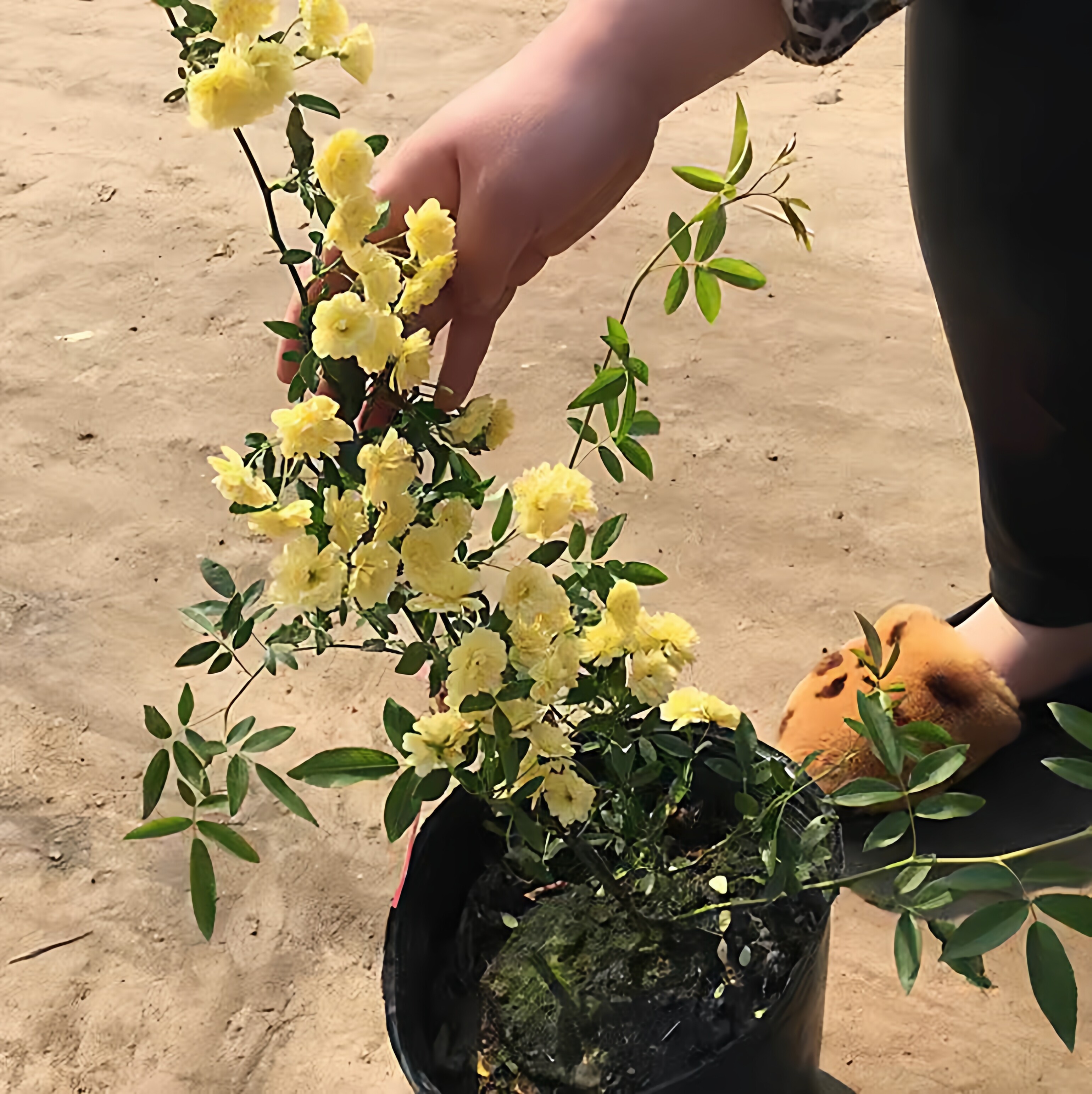重瓣黄木香缓缓爬藤开花浓香型蔷薇红木香花树苗四季盆栽好养花卉
