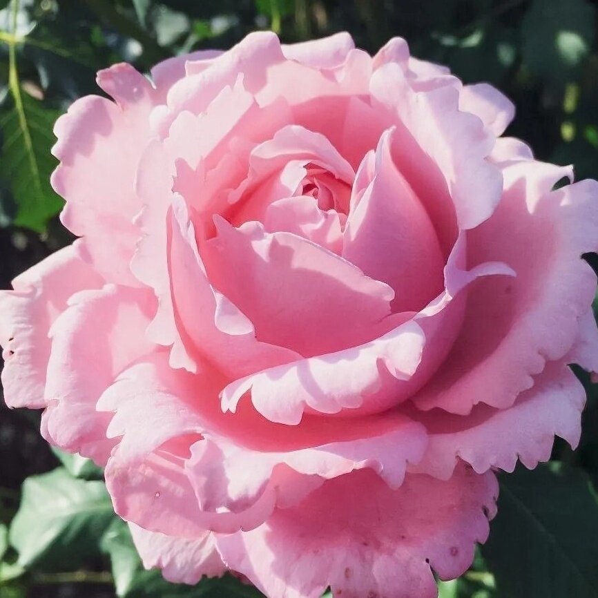 索菲罗莎月季花苗重瓣四季开花