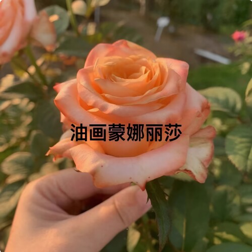油画蒙娜丽莎月季玫瑰花苗盆栽