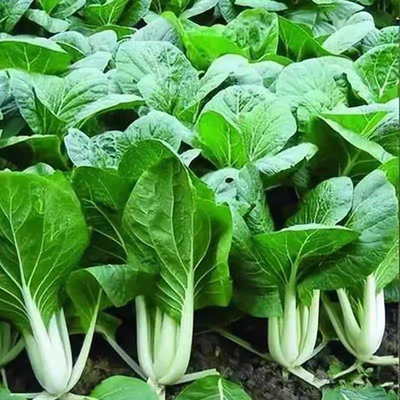 四季播香菜蔬菜种子盆栽小白菜