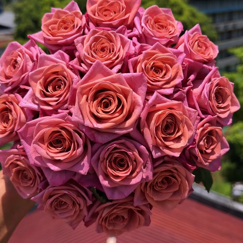 咖啡师调香师月季花苗四季开花
