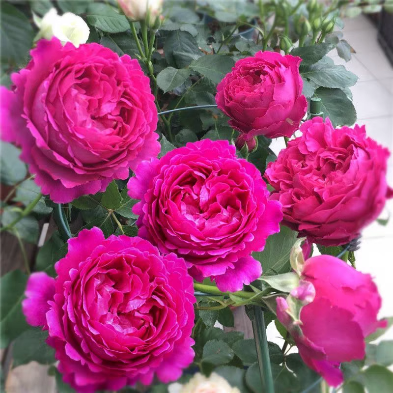伊芙芳香花园月季花苗开花玫瑰四季盆栽花卉爬藤植物蔷薇树苗绿植