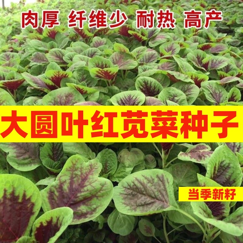 红圆叶苋菜种子蔬菜豌豆香菜
