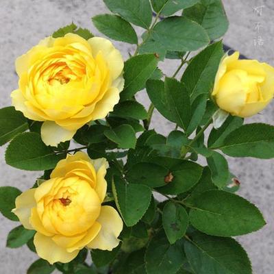 金丝雀月季花苗微月黄玫瑰花盆栽