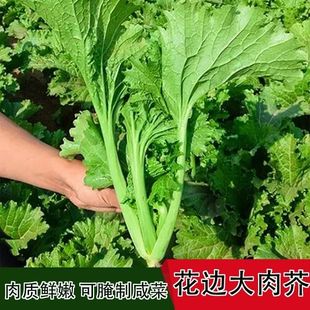 花边甜芥菜菜种子蔬菜香菜菠菜白菜生菜芹菜萝卜菜籽葱种大全四季
