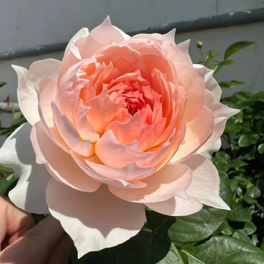 莫妮卡戴维月季花苗开花玫瑰四季盆栽花卉爬藤植物藤本蔷薇树绿植