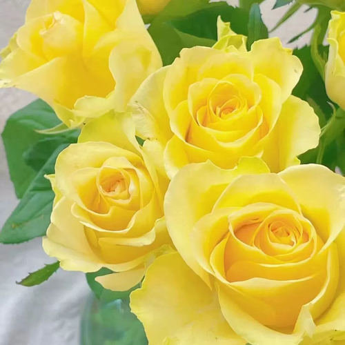 浪漫沙滩月季花苗开花黄玫瑰花