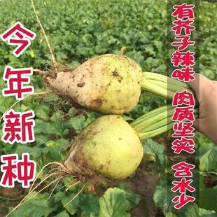 小花叶芥菜种子蔬菜豌豆香菜菠菜白菜生菜芹萝卜菜籽葱种大全四季