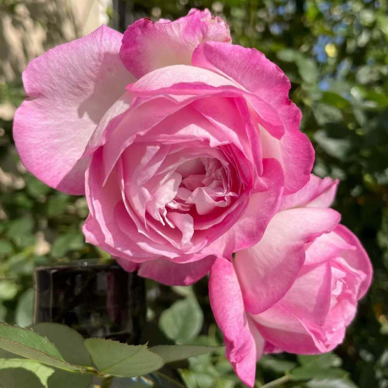杏苑雪晴重瓣月季花苗四季开花