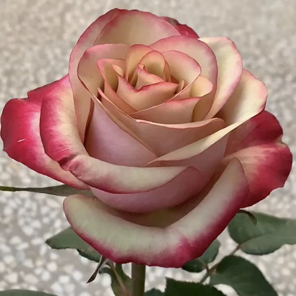 红酒月季花苗盆栽玫瑰花